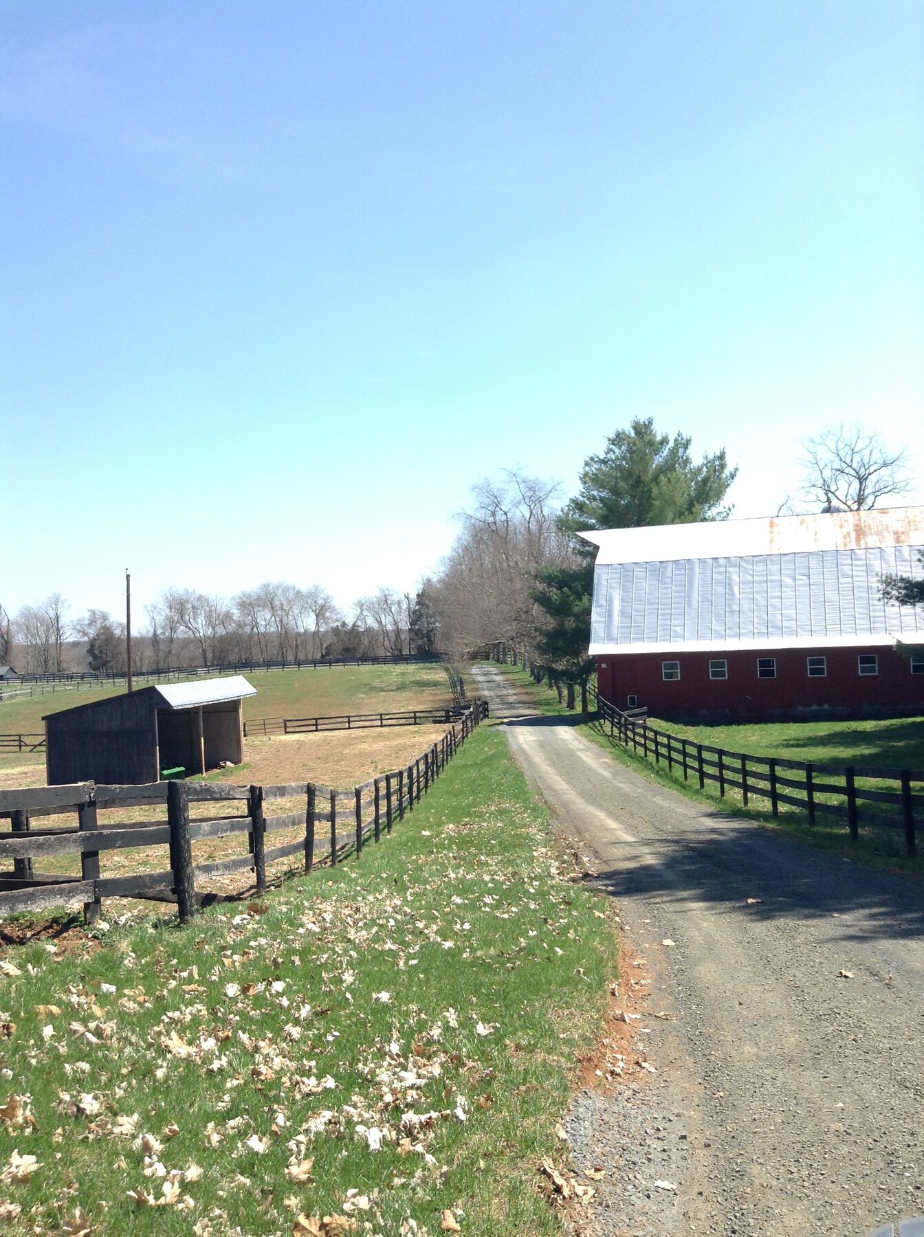The gravel drive at the Casanova, Virginia farm, between a paddock and a red-roofed barn.